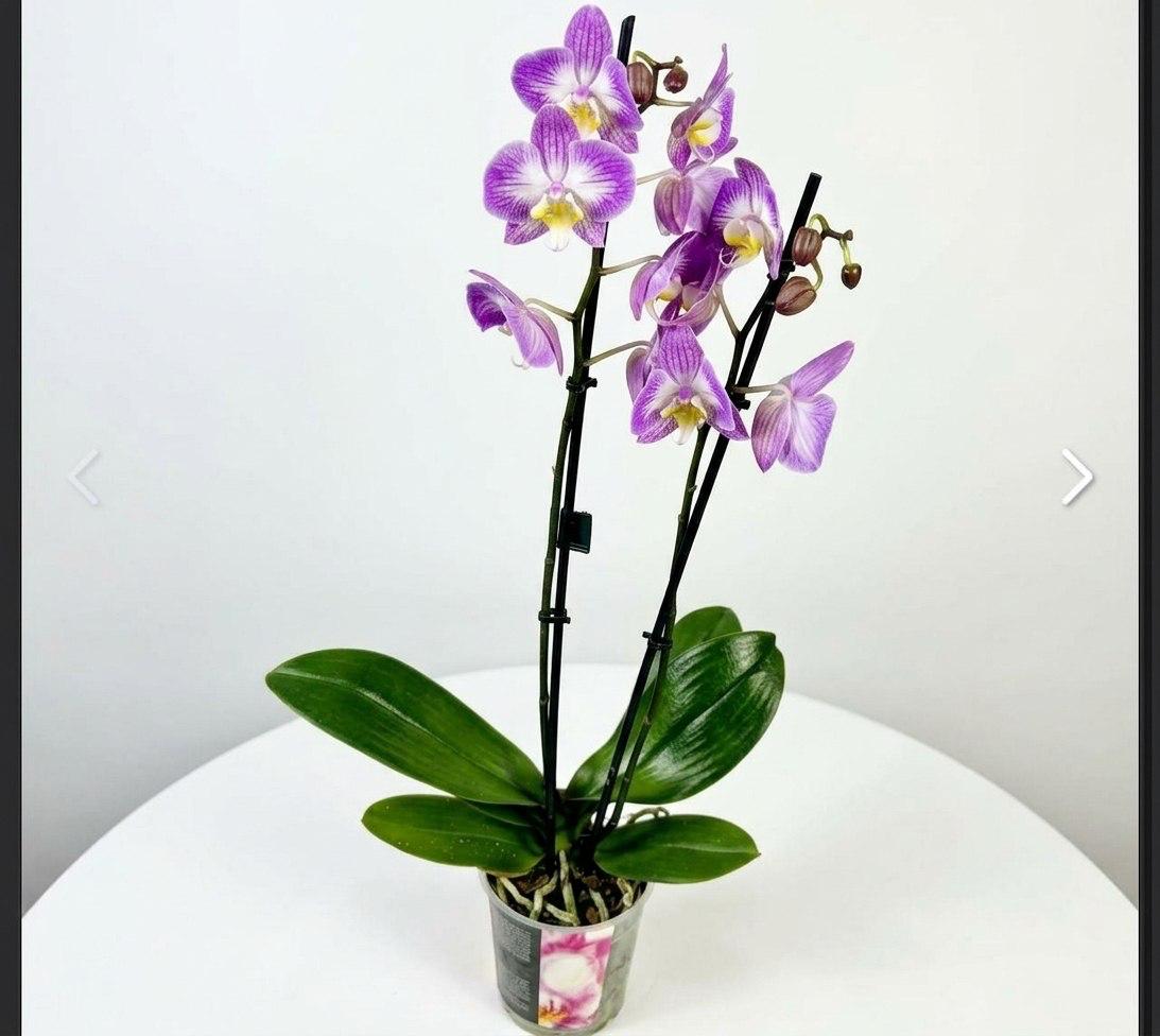 Цветок в горшке «Сиреневая акварель»